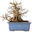 Carpinus coreana, 13 cm, ± 30 years old