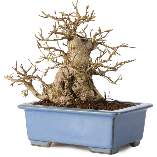 Carpinus coreana, 13 cm, ± 30 years old