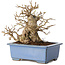 Carpinus coreana, 13 cm, ± 30 years old