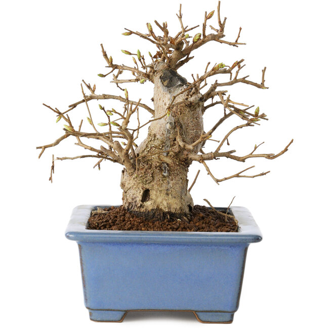 Carpinus coreana, 13 cm, ± 30 anni