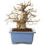 Carpinus coreana, 13 cm, ± 30 jaar oud