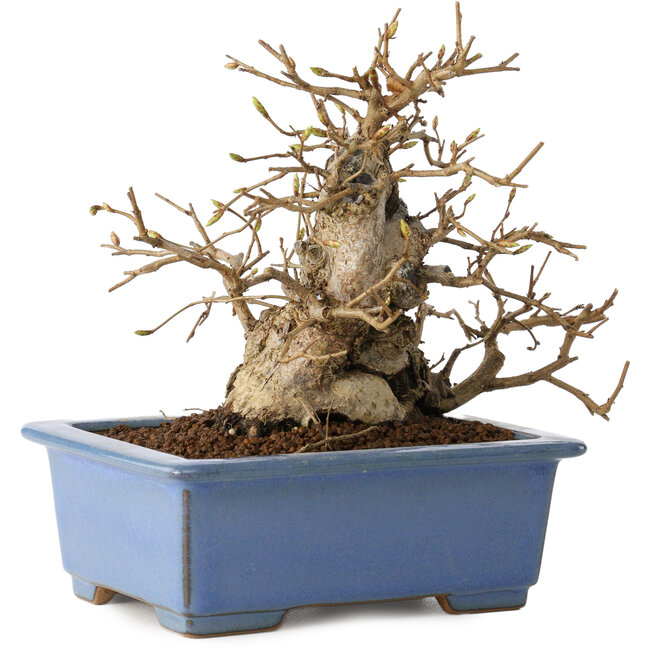 Carpinus coreana, 13 cm, ± 30 jaar oud