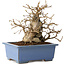 Carpinus coreana, 13 cm, ± 30 years old