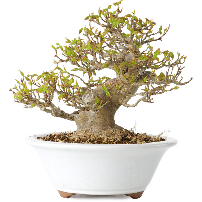 Acer buergerianum, 13 cm, ± 25 jaar oud, met een nebari van 8 cm