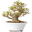 Acer buergerianum, 13 cm, ± 25 jaar oud, met een nebari van 8 cm