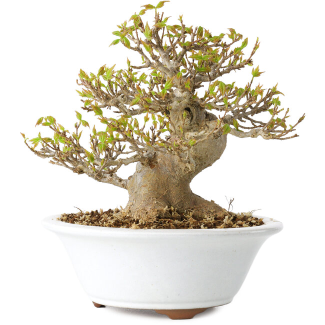 Acer buergerianum, 13 cm, ± 25 años, con un nebari de 8 cm