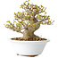 Acer buergerianum, 13 cm, ± 25 jaar oud, met een nebari van 8 cm