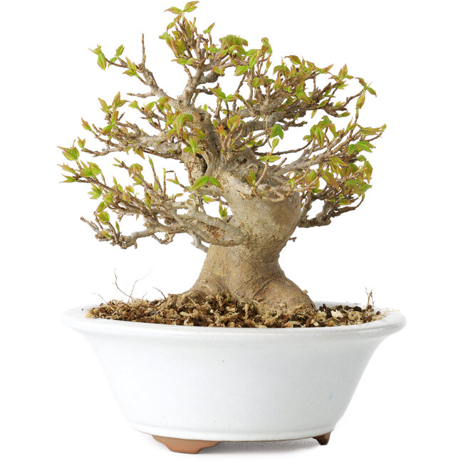 Acer buergerianum, 13 cm, ± 25 años, con un nebari de 8 cm