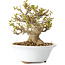 Acer buergerianum, 13 cm, ± 25 ans, avec un nebari de 8 cm