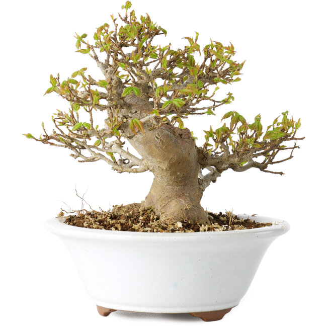 Acer buergerianum, 13 cm, ± 25 años, con un nebari de 8 cm