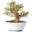 Acer buergerianum, 13 cm, ± 25 jaar oud, met een nebari van 8 cm