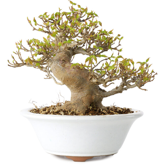 Acer buergerianum, 13 cm, ± 25 jaar oud, met een nebari van 8 cm