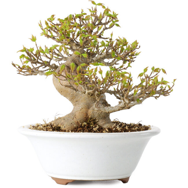 Acer buergerianum, 13 cm, ± 25 años, con un nebari de 8 cm