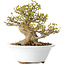 Acer buergerianum, 13 cm, ± 25 jaar oud, met een nebari van 8 cm