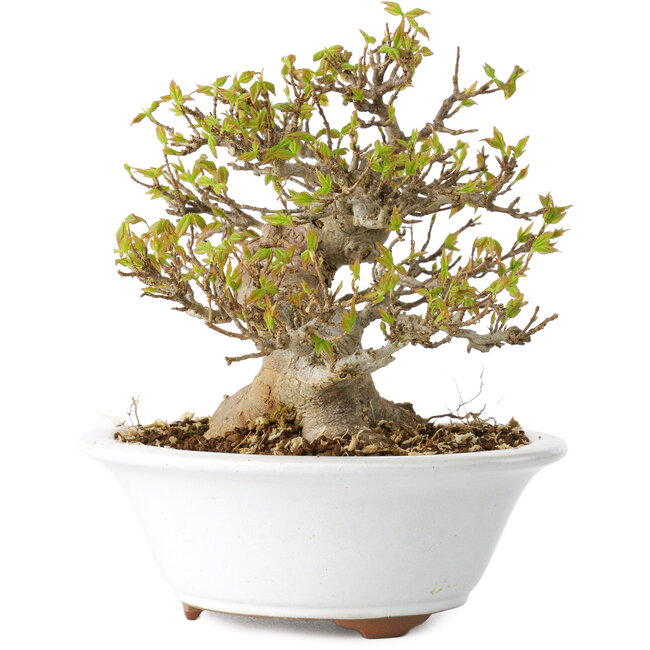 Acer buergerianum, 13 cm, ± 25 ans, avec un nebari de 8 cm