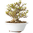 Acer buergerianum, 13 cm, ± 25 jaar oud, met een nebari van 8 cm
