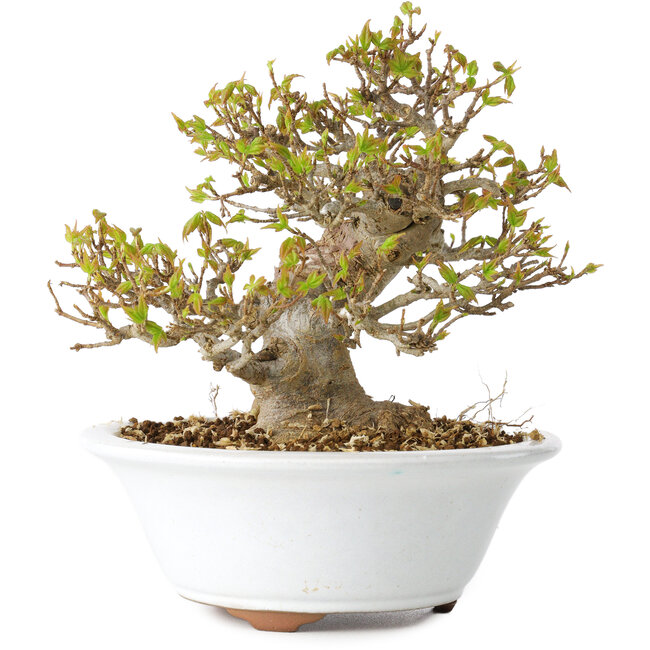 Acer buergerianum, 13 cm, ± 25 years old, with a nebari of 8 cm