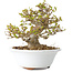 Acer buergerianum, 13 cm, ± 25 jaar oud, met een nebari van 8 cm