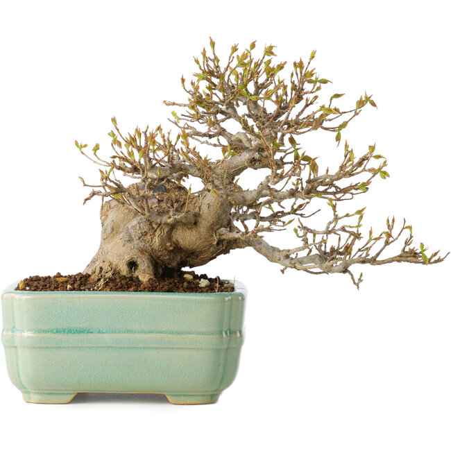 Acer buergerianum, 14 cm, ± 25 years old, with a nebari of 8 cm