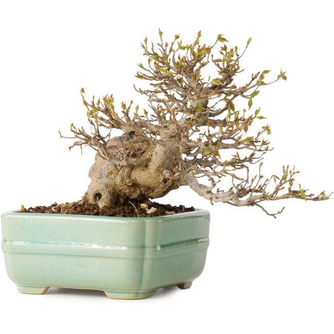 Acer buergerianum, 14 cm, ± 25 Jahre alt, mit einem Nebari von 8 cm