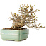 Acer buergerianum, 14 cm, ± 25 jaar oud, met een nebari van 8 cm