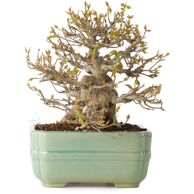 Acer buergerianum, 14 cm, ± 25 años, con un nebari de 8 cm