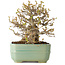 Acer buergerianum, 14 cm, ± 25 jaar oud, met een nebari van 8 cm