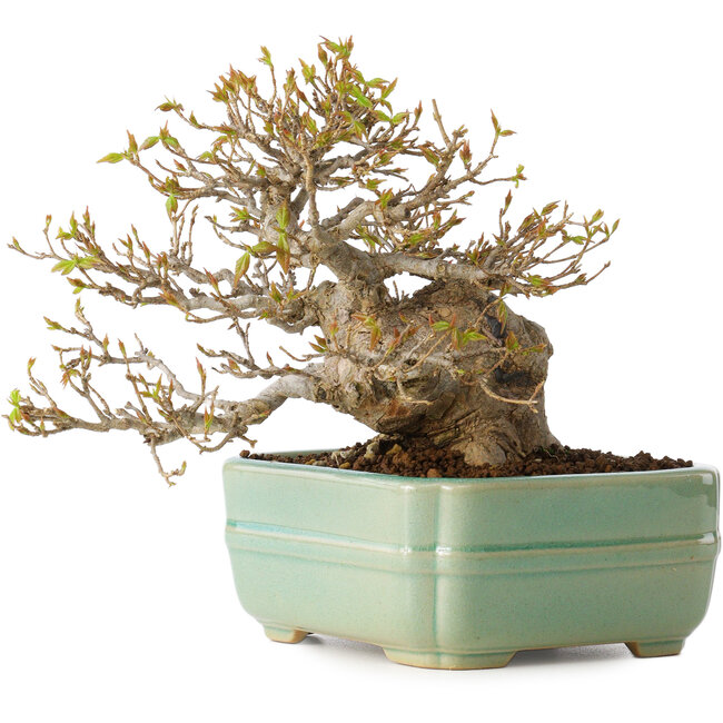 Acer buergerianum, 14 cm, ± 25 anni, con un nebari di 8 cm