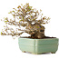 Acer buergerianum, 14 cm, ± 25 jaar oud, met een nebari van 8 cm