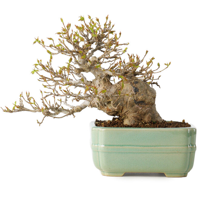 Acer buergerianum, 14 cm, ± 25 jaar oud, met een nebari van 8 cm