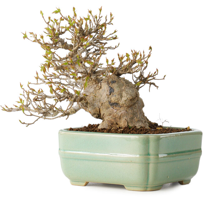 Acer buergerianum, 14 cm, ± 25 años, con un nebari de 8 cm