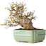 Acer buergerianum, 14 cm, ± 25 jaar oud, met een nebari van 8 cm