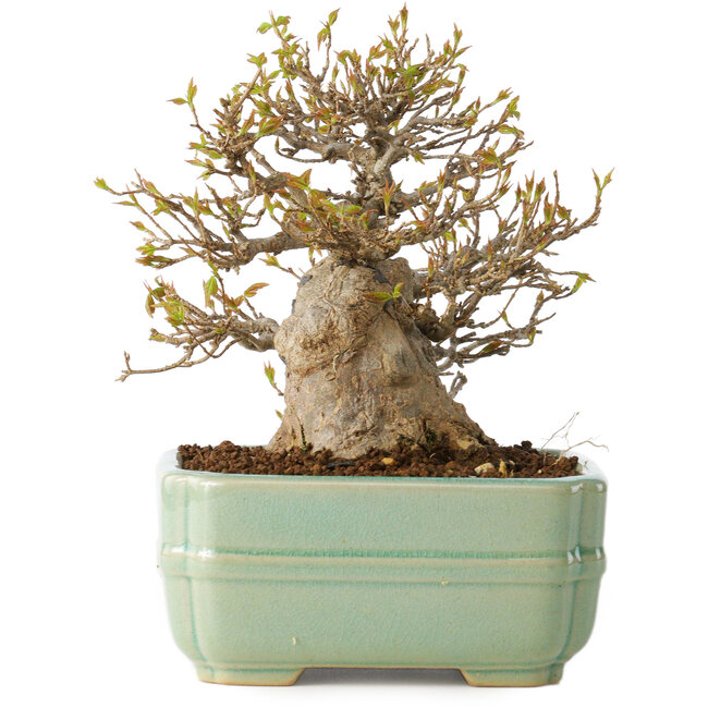 Acer buergerianum, 14 cm, ± 25 años, con un nebari de 8 cm