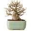 Acer buergerianum, 14 cm, ± 25 jaar oud, met een nebari van 8 cm