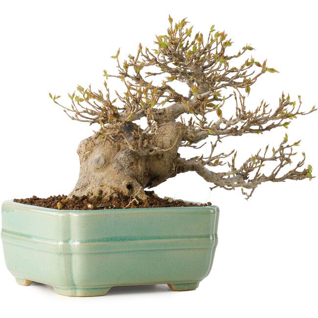 Acer buergerianum, 14 cm, ± 25 anni, con un nebari di 8 cm