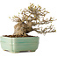 Acer buergerianum, 14 cm, ± 25 jaar oud, met een nebari van 8 cm