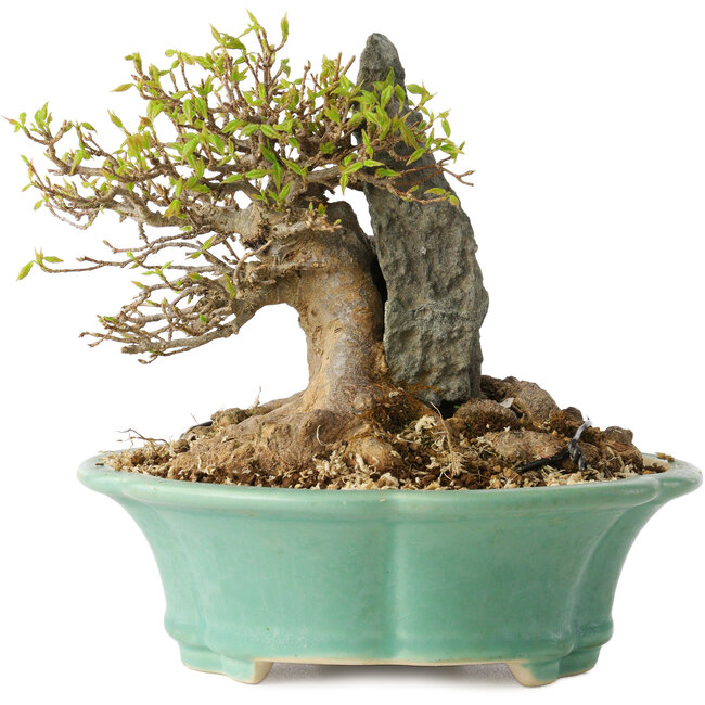 Acer buergerianum, 13 cm, ± 25 jaar oud, met een nebari van 13 cm