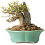 Acer buergerianum, 13 cm, ± 25 jaar oud, met een nebari van 13 cm