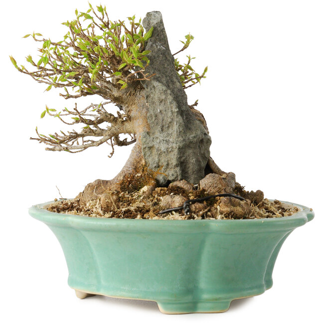 Acer buergerianum, 13 cm, ± 25 anni, con un nebari di 13 cm