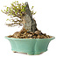Acer buergerianum, 13 cm, ± 25 jaar oud, met een nebari van 13 cm