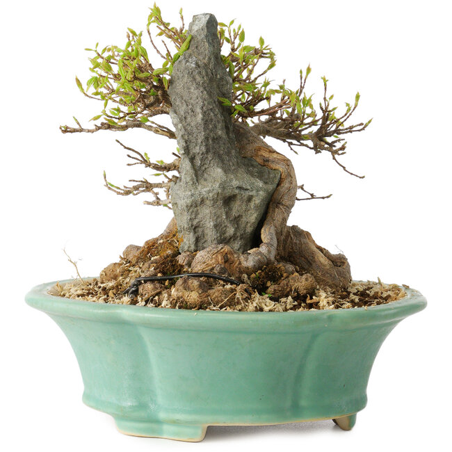 Acer buergerianum, 13 cm, ± 25 anni, con un nebari di 13 cm