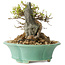 Acer buergerianum, 13 cm, ± 25 jaar oud, met een nebari van 13 cm