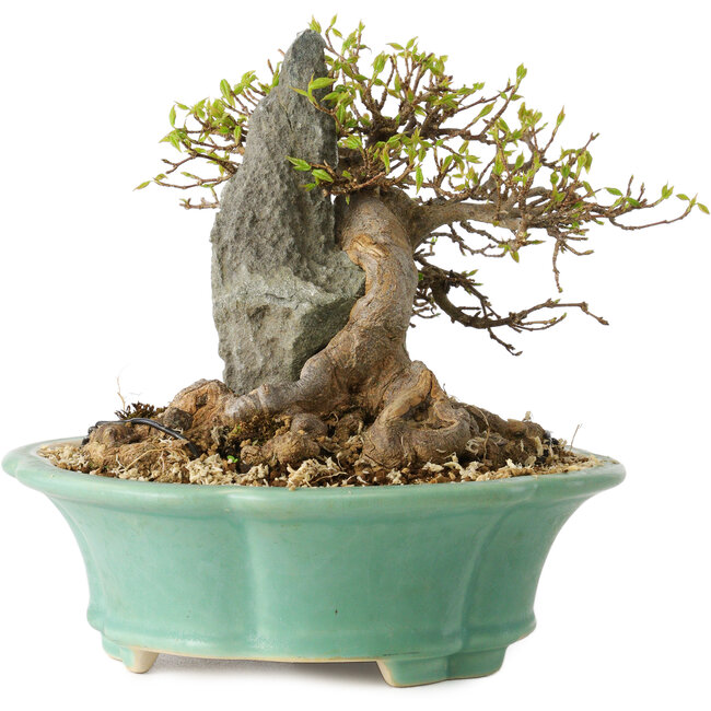 Acer buergerianum, 13 cm, ± 25 jaar oud, met een nebari van 13 cm