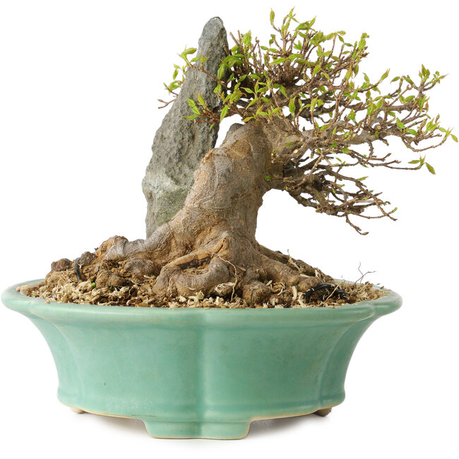 Acer buergerianum, 13 cm, ± 25 Jahre alt, mit einem Nebari von 13 cm