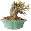 Acer buergerianum, 13 cm, ± 25 jaar oud, met een nebari van 13 cm