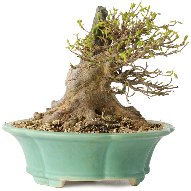 Acer buergerianum, 13 cm, ± 25 years old, with a nebari of 13 cm