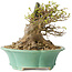 Acer buergerianum, 13 cm, ± 25 jaar oud, met een nebari van 13 cm