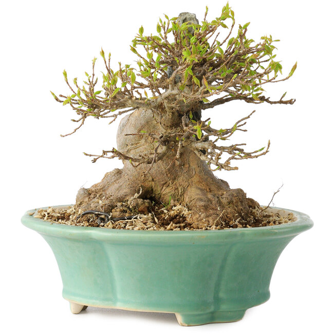 Acer buergerianum, 13 cm, ± 25 jaar oud, met een nebari van 13 cm