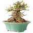 Acer buergerianum, 13 cm, ± 25 jaar oud, met een nebari van 13 cm