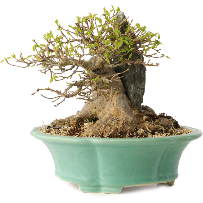 Acer buergerianum, 13 cm, ± 25 años, con un nebari de 13 cm